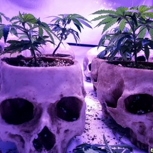 Topping clones to create mother-plants