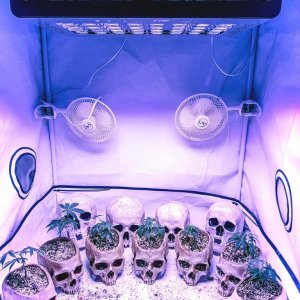 Topping clones to create mother-plants