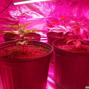 4 plants in 3 gallon planters (Bubble XL + 1 Blueberry)