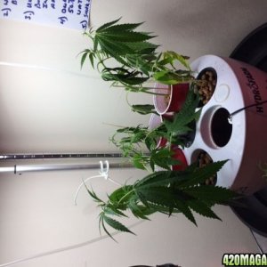 CocoPod w.clones from smashed Mother plant.