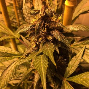 01-29-2017_Day_56_PK_Buds_growing