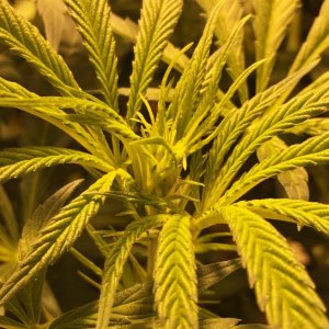 Jan 29 2017 Day 56 New Bud Forming On Other Plants