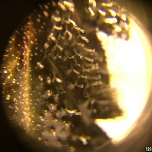 01-29-2017_Day_56_Trichomes