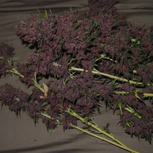 Blue Dream - Purple Queen Harvest