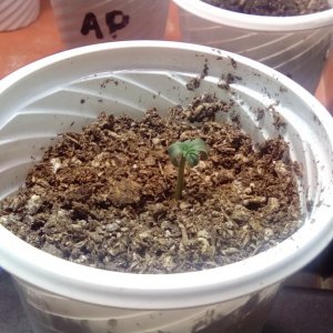 seedlings problems
