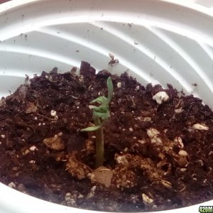 seedlings problems
