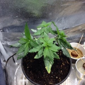 Bagseed Hst and Lst