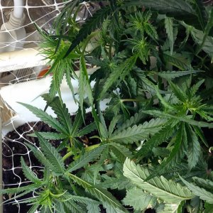 Main grow tip and 1 of 2 strong secondary tips
