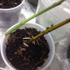 Wendy The Hydroponic Willow Roots