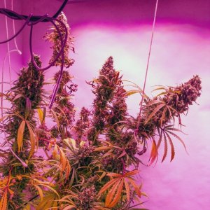 Harvest day (Day 60) - Pure power plant
