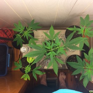 My first closet grow (with a little research prior to)