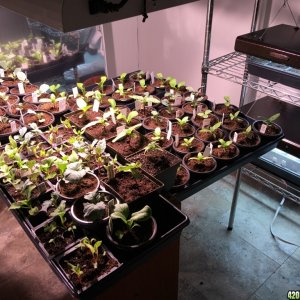Grow Room