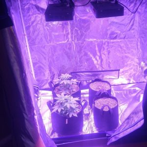 Day 27 from seed