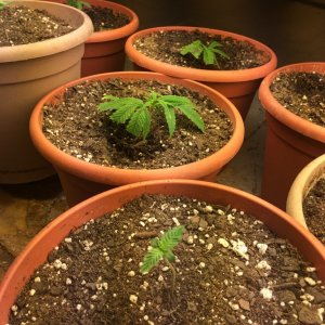 Clones Seedlings & Mother Plants