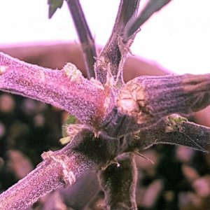 Big-Bud - Purple pheno close-up