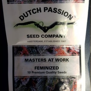 Dutch Passion - White widow - Feminized