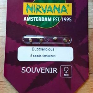 Nirvana - Bubbleicious - Feminized