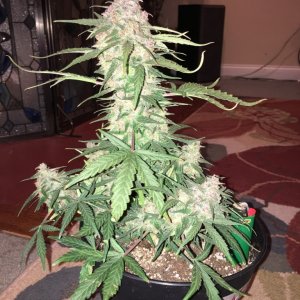 Sweet Tooth auto - day 74 - 1 day till harvest