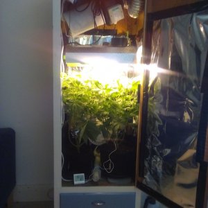 First closet grow