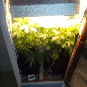First closet grow