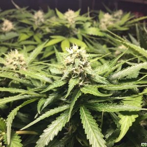Cannabis Grow Autumn 2017 (southern)  Day 42