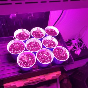 First grow 300W LED
