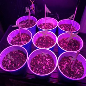 First grow 300W LED