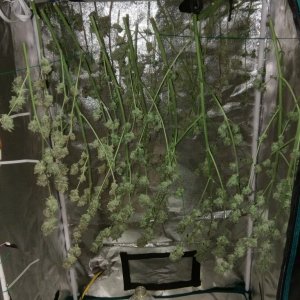Harvest - Day 2 (all trimmed) - Day 75 from seed