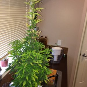 Problem purple kush plant 4/21/17