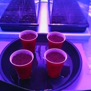 Day 4 seeds germinated and planted