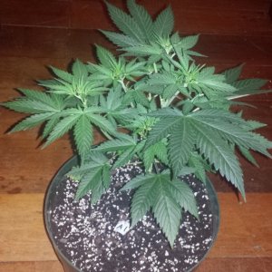 Day 34 from sprout