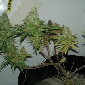 LST 1st attempt at it