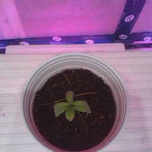 droopy seedling