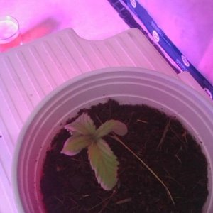 droopy seedling
