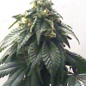 permafrost pollonated with medijuana male i grew from seed