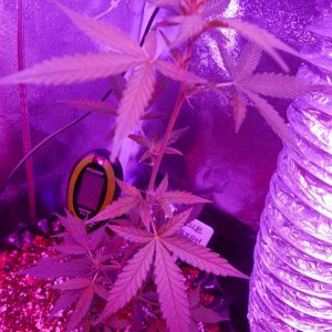 First grow, bad expierence - miniature bud with AUTO COCO LED