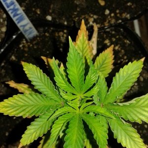 Marijuana leaves problem
