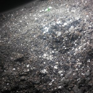 sprouted!!