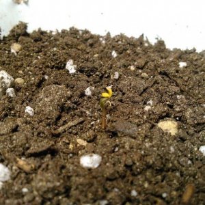 seedling111