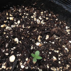 Slow seedling growth