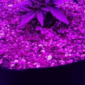 Cheesedawg - Day 23 in soil