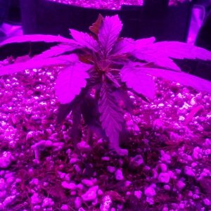 Cheesedawg - Day 23 in soil