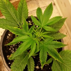 unknown grow