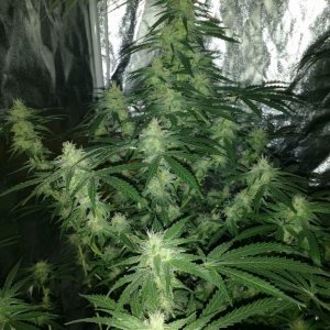 Sum random strain I started with in 1m x 1m tent