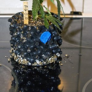 Modified Airpot - Cloning in soil test