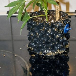 Modified Airpot - Cloning in soil test