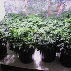 Snooper's 4th grow and work space