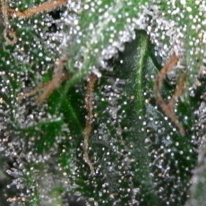 Trichomes ready for harvest?