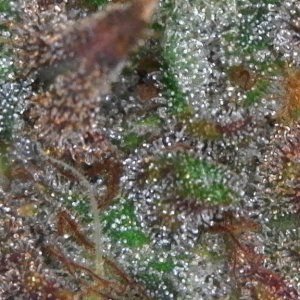 Trichomes ready for harvest?