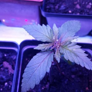 early miss auto 2 weeks
